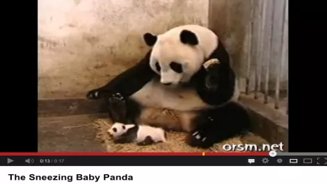 The Sneezing Baby Panda video…