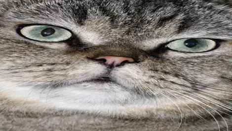 Watch cat videos all day. Earn megabucks & outsource. A cautionary tale to employers?